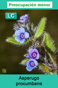 Asperugo procumbens