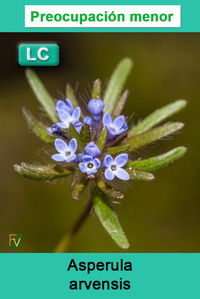Asperula arvensis