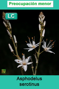 Asphodelus serotinus