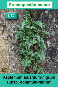 Asplenium adiantum nigrum adiantum nigrum