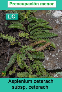 Asplenium ceterach ceterach