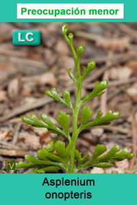 Asplenium onopteris