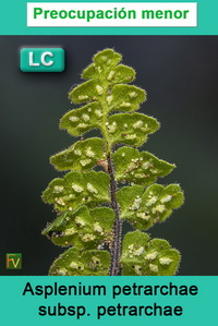Asplenium petrarchae petrarchae
