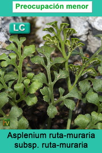 Asplenium ruta muraria ruta muraria