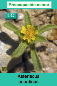 Asteriscus acuaticus