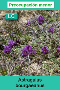 Astragalus bourgaeanus