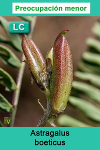 Astragalus boeticus