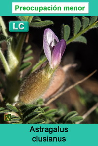 Astragalus clusianus
