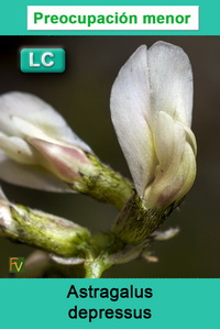 Astragalus depressus