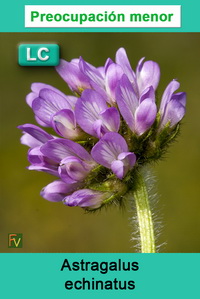 Astragalus echinatus