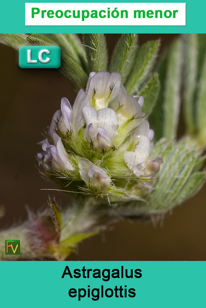 Astragalus epiglottis