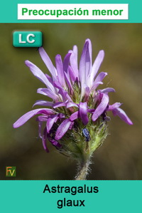 Astragalus glaux