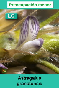 Astragalus granatensis