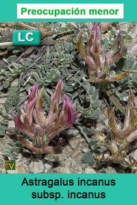 Astragalus incanus incanus