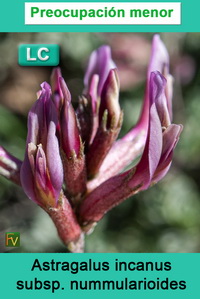 Astragalus incanus nummularioides