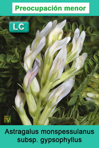Astragalus monspessulanus gypsophyllus