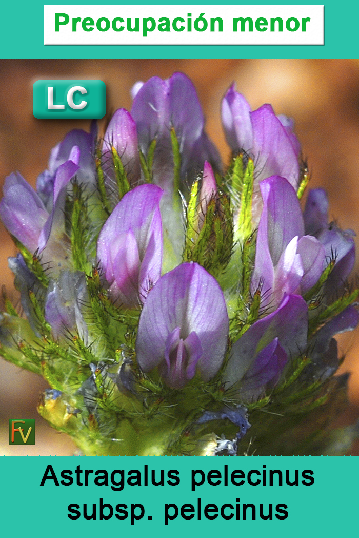 Astragalus pelecinus pelecinus
