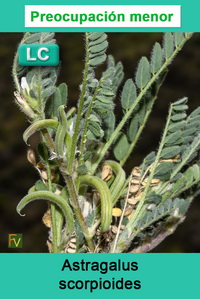 Astragalus scorpioides