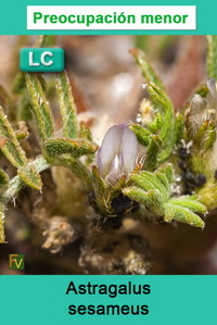Astragalus sesameus