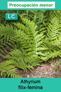 Athyrium filix femina