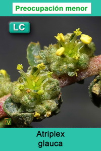 Atriplex glauca