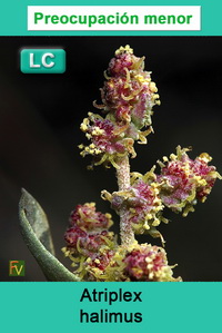 Atriplex halimus