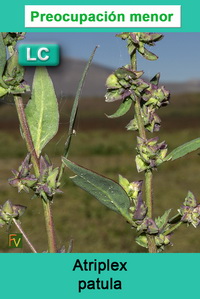 Atriplex prostrata