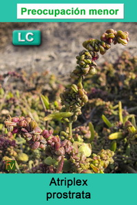 Atriplex prostrata