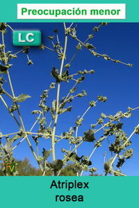 Atriplex rosea
