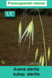 Avena sterilis sterilis
