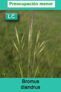 Bromus diandrus