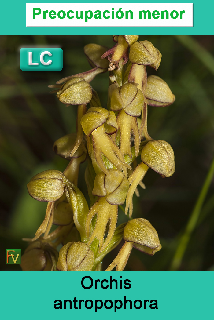 Orchis antropophora