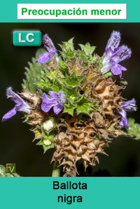 Ballota nigra