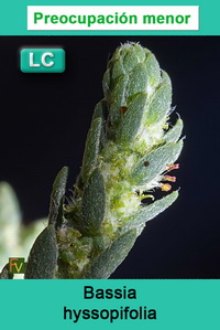 Bassia hyssopifolia