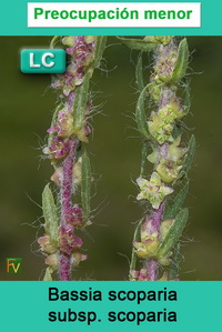 Bassia scoparia scoparia