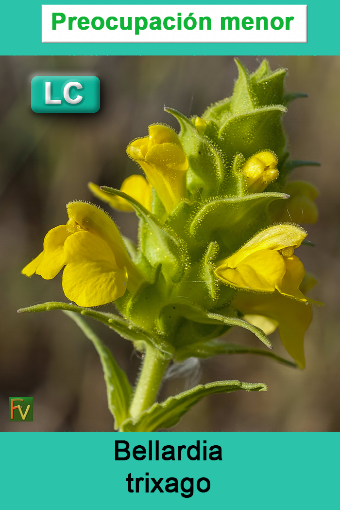 Bellardia trixago
