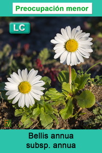 Bellis annua annua