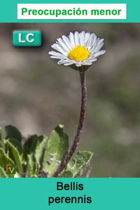 Bellis perennis