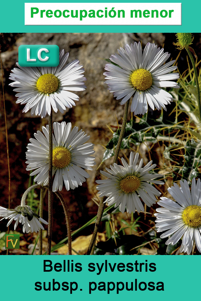 Bellis sylvestris pappulosa