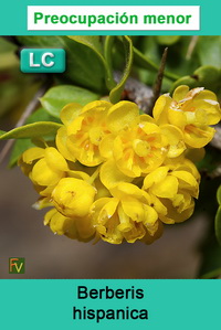 Berberis hispanica
