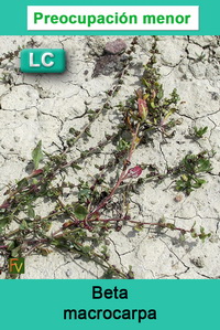 Beta macrocarpa
