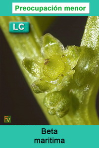 Beta maritima maritima