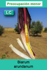 Biarum arundanum