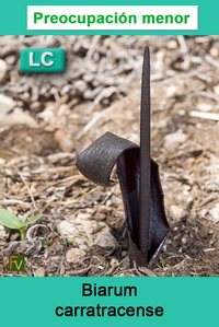 Biarum carratracense