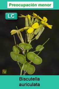 Biscutella auriculata