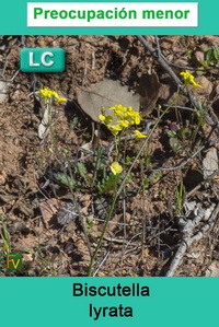 Biscutella lyrata