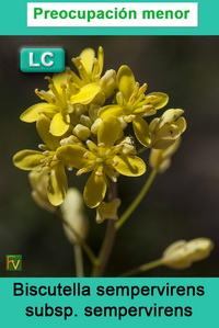 Biscutella sempervirens sempervirens