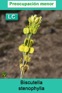 Biscutella stenophylla