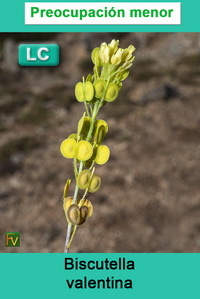 Biscutella valentina
