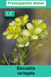 Biscutella variegata